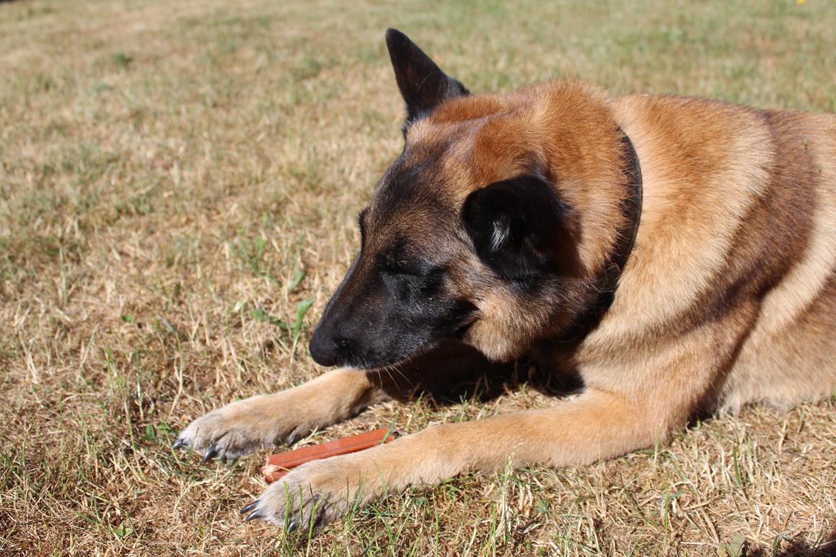 Malinois Zorba - Zorba med sit kødben billede 13