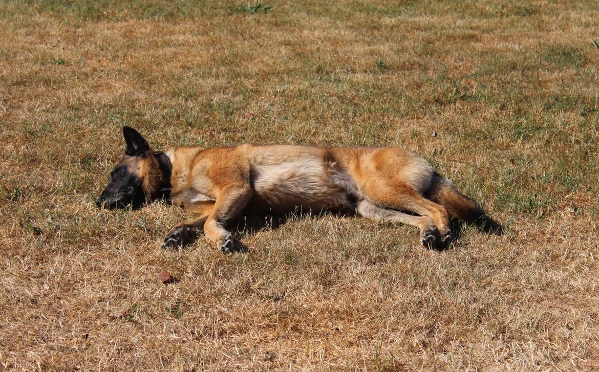 Malinois Zorba - Zorba soler sig billede 15