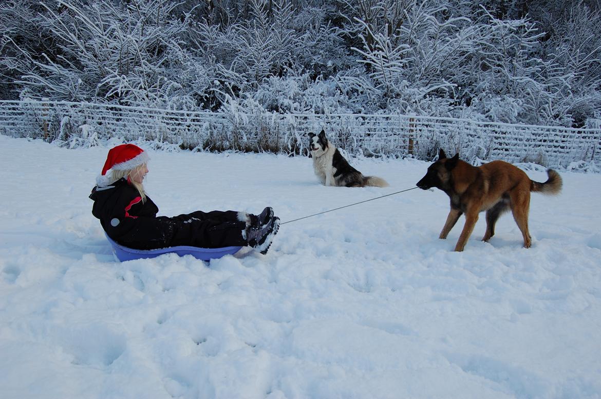 Malinois Zorba - December 2012, Zorba og Eddie billede 9