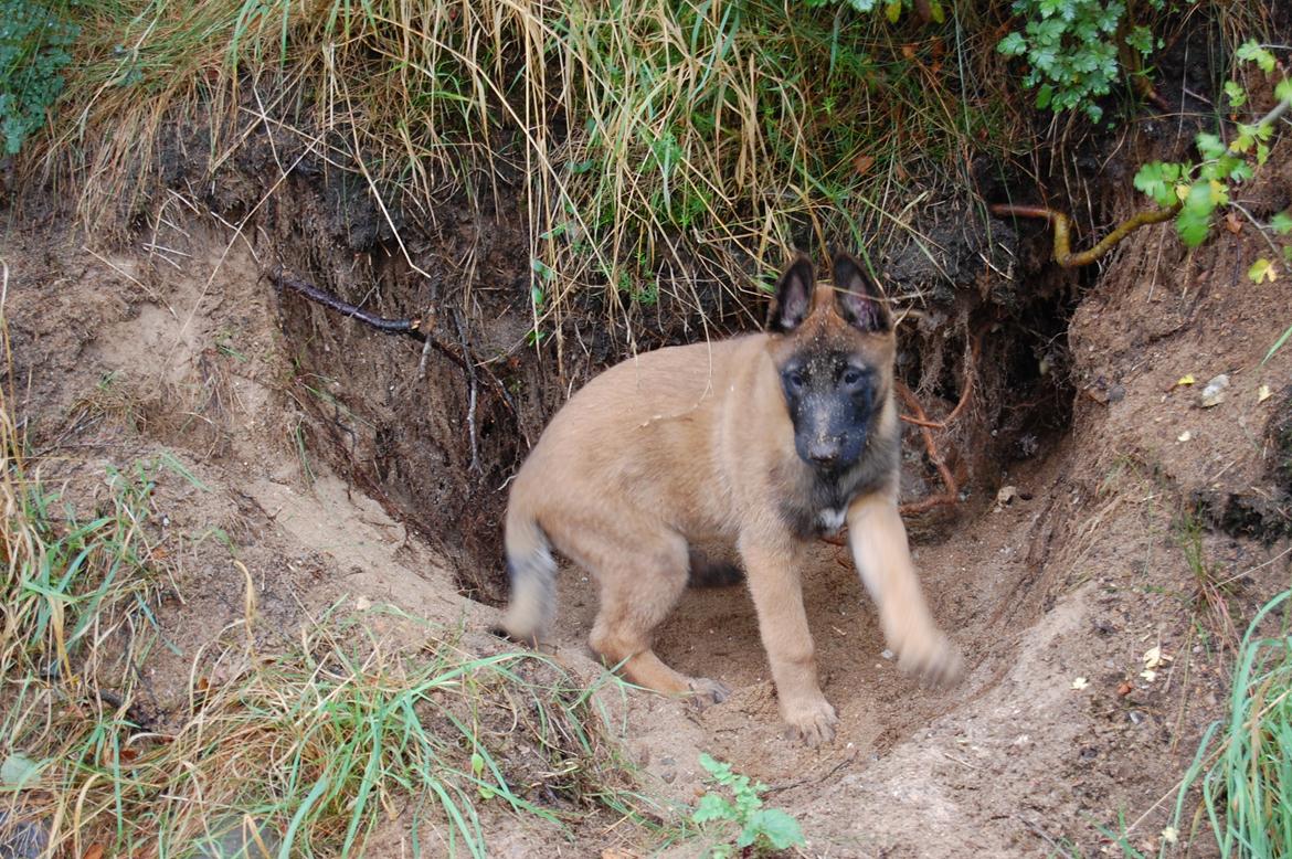 Malinois Zorba - Zorba graver billede 4