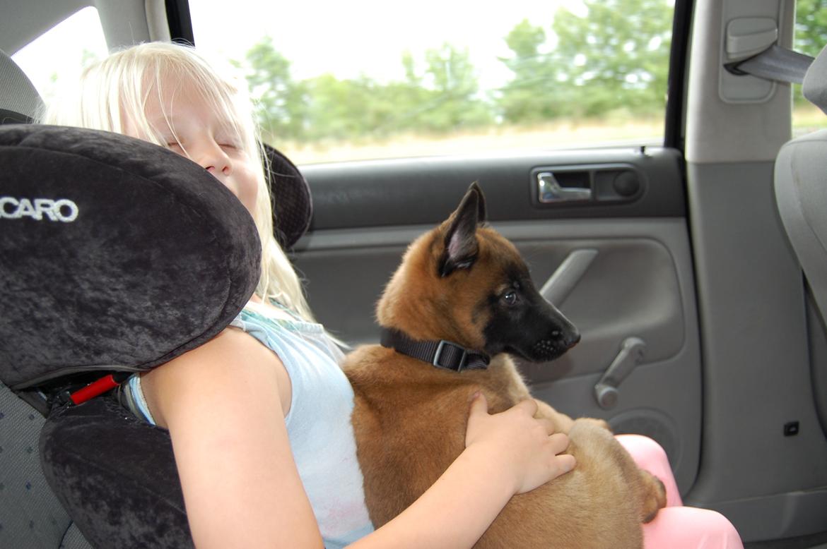 Malinois Zorba - Da vi lige havde hentet ham fra Boholdt Kennel på nordsjælland billede 8