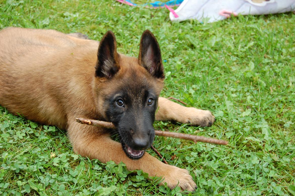 Malinois Zorba - Ballademageren Zorba billede 3