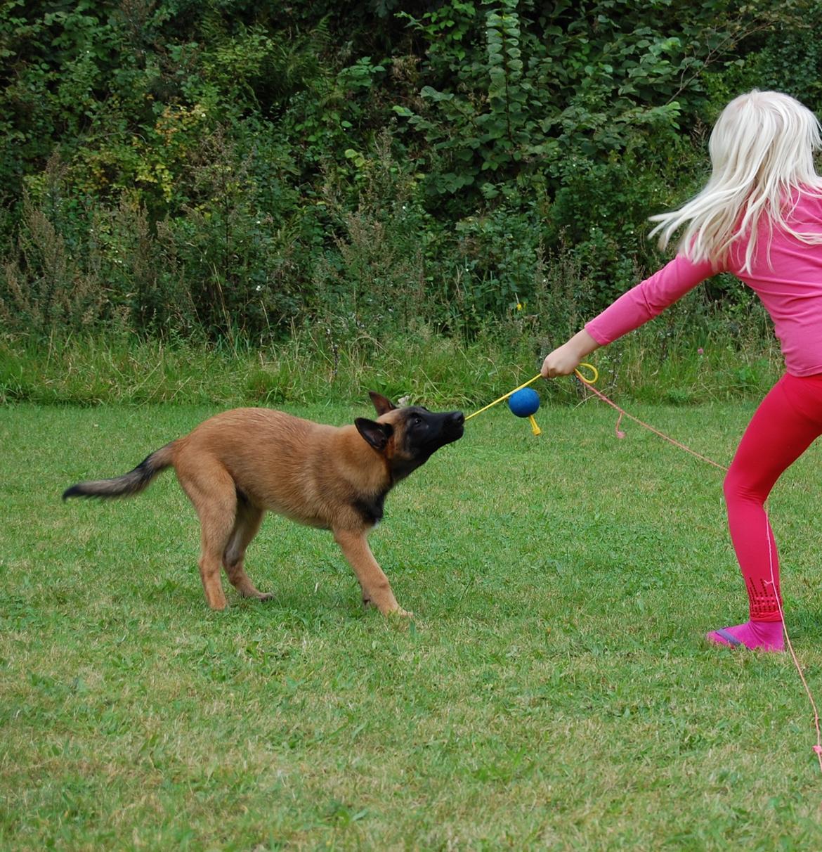 Malinois Zorba - Zorba leger billede 5