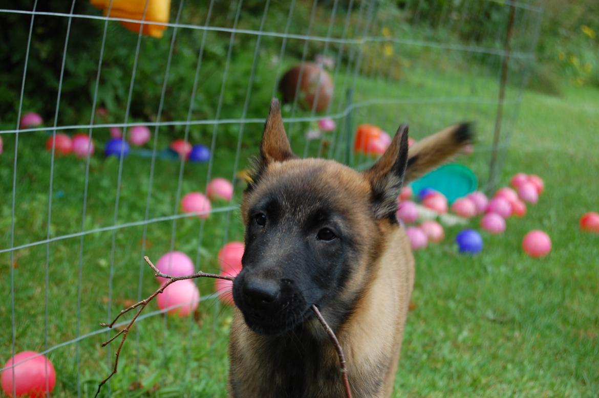 Malinois Zorba - Zorba som hvalp billede 2