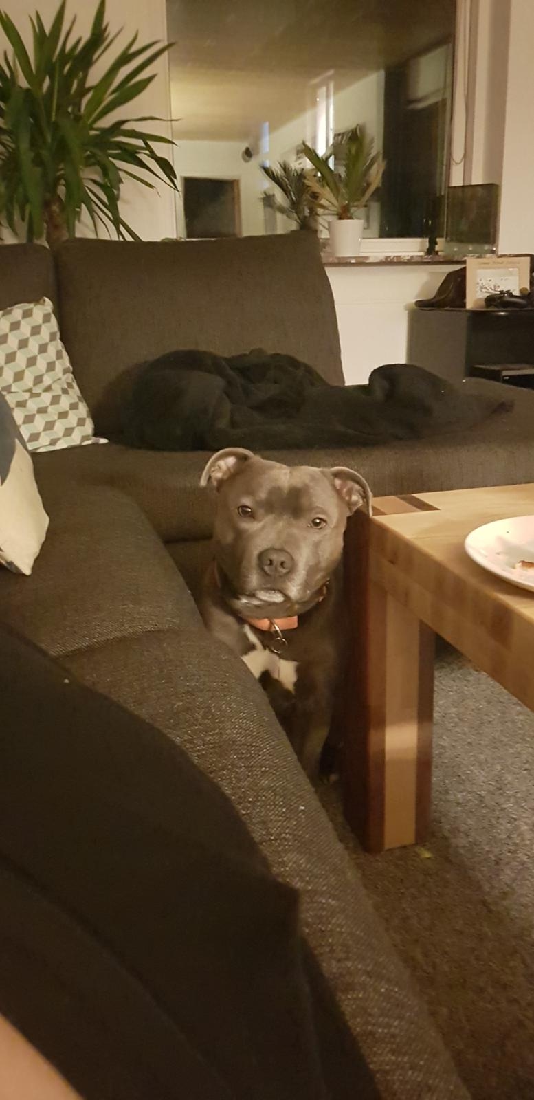 Staffordshire bull terrier Max  billede 1