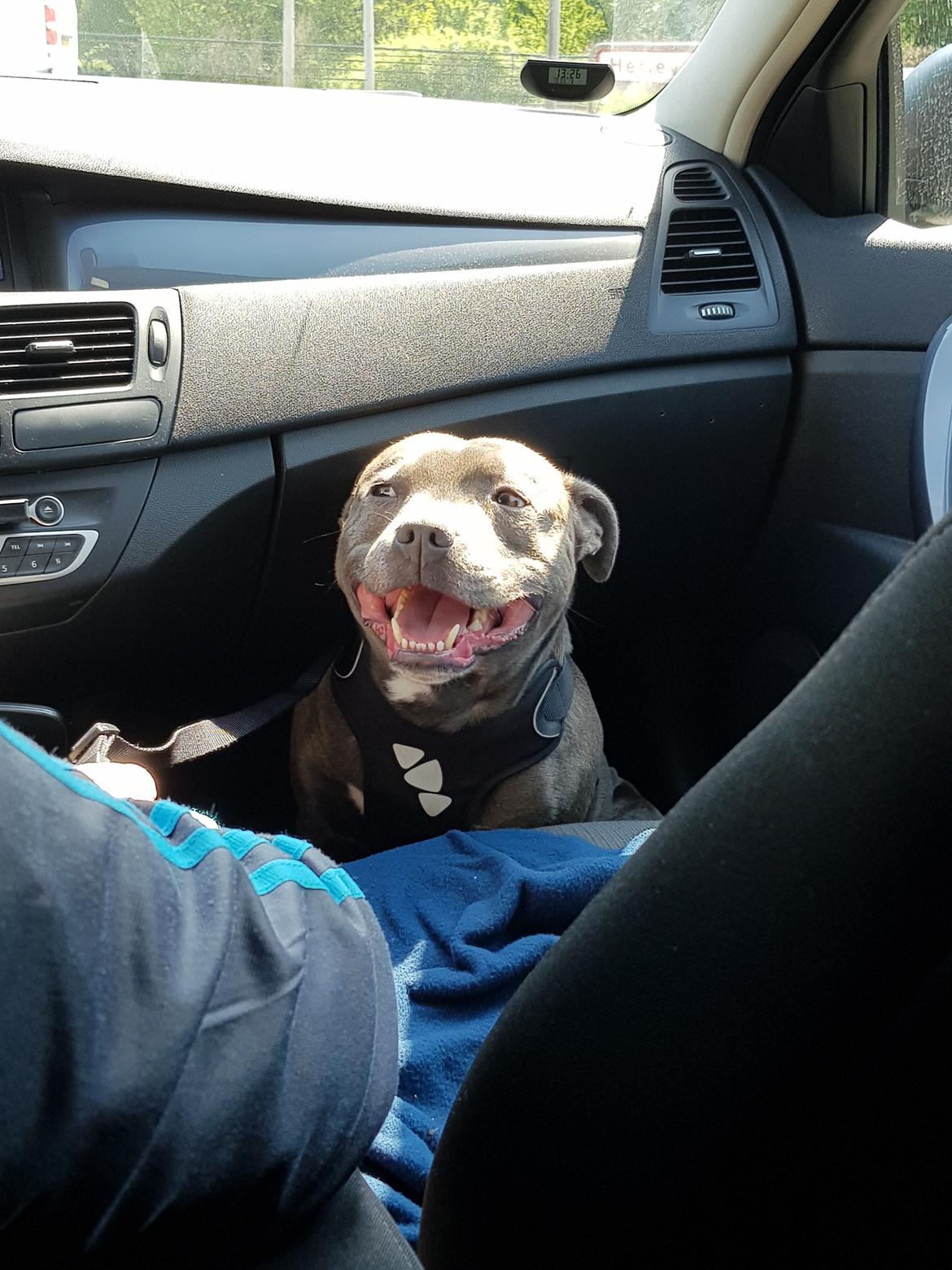 Staffordshire bull terrier Max  billede 15