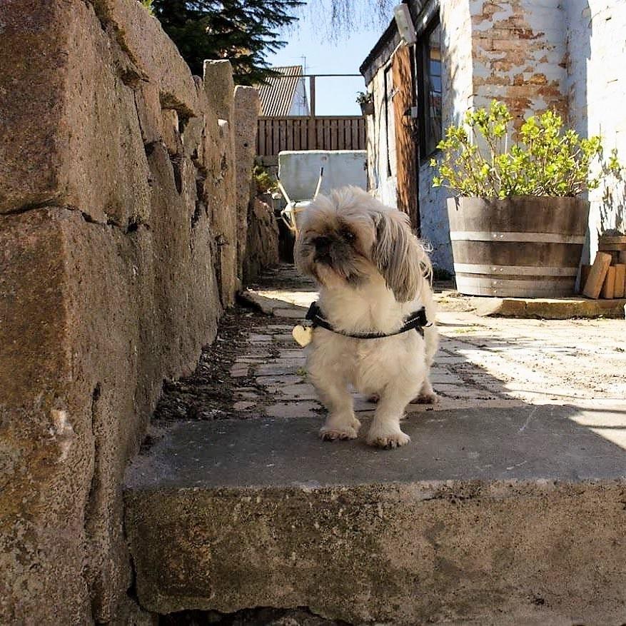 Shih tzu Gustav billede 2