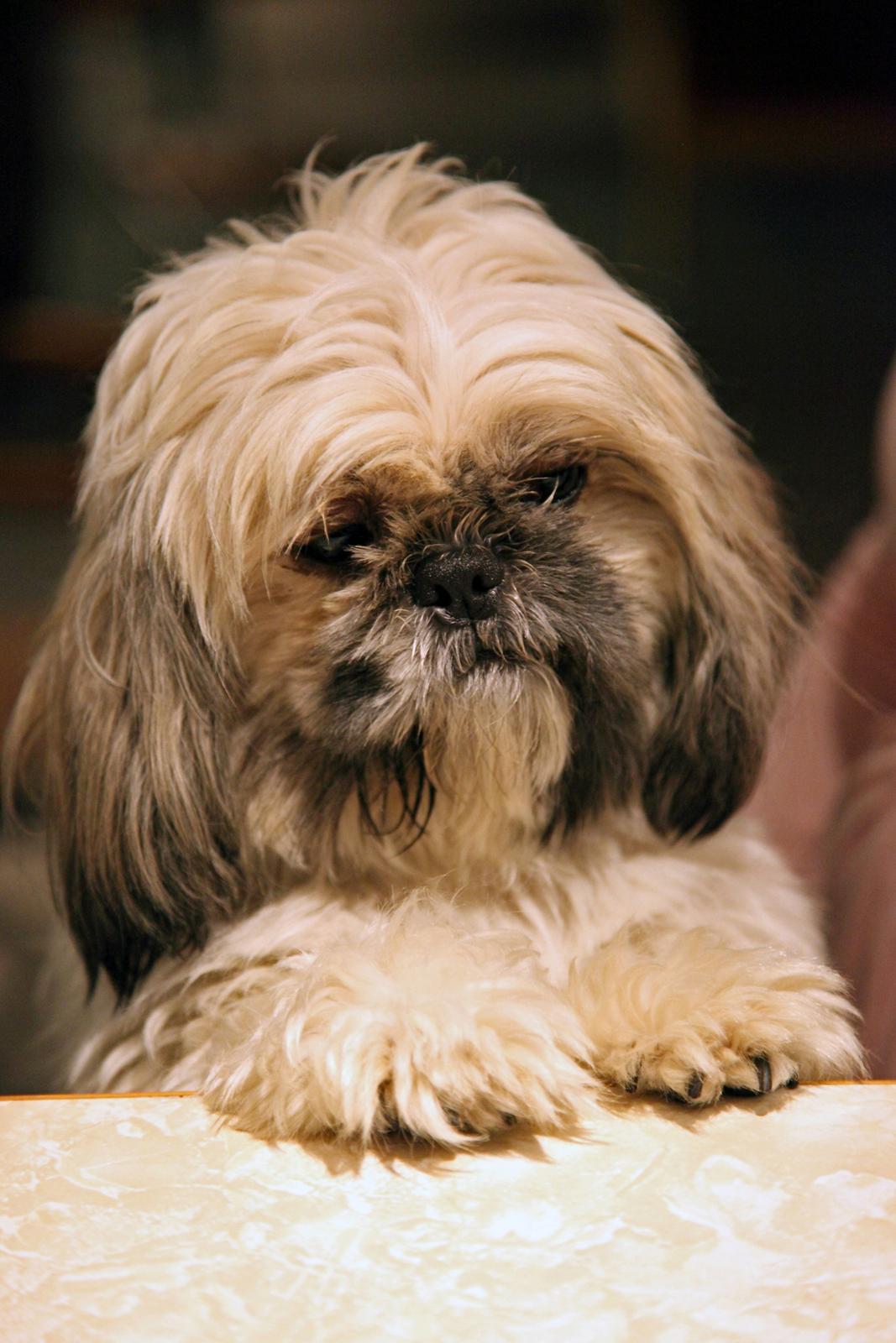 Shih tzu Gustav billede 4