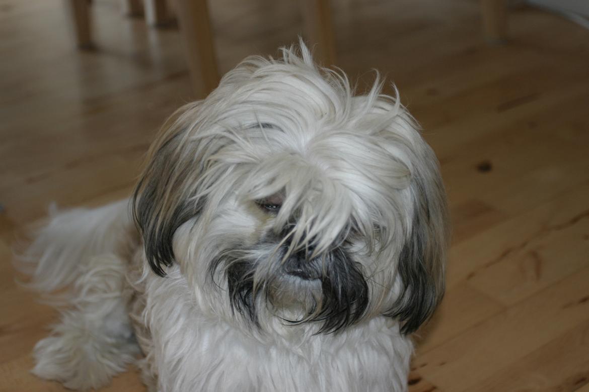 Shih tzu Gustav billede 6