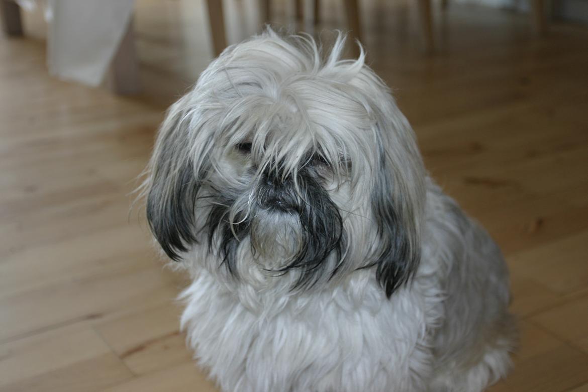 Shih tzu Gustav billede 8