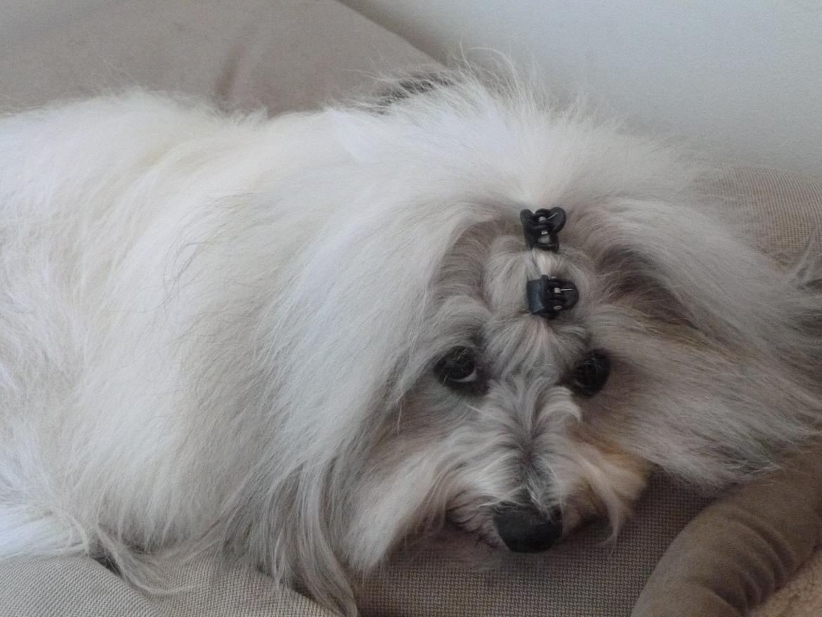 Coton de tulear King - Stop så...... billede 6