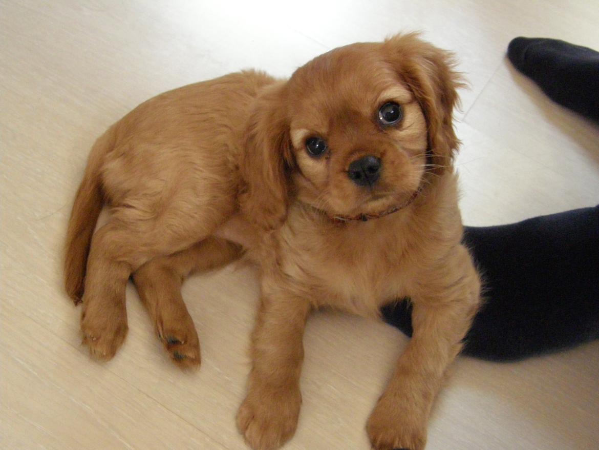 Cavalier king charles spaniel Chili billede 1