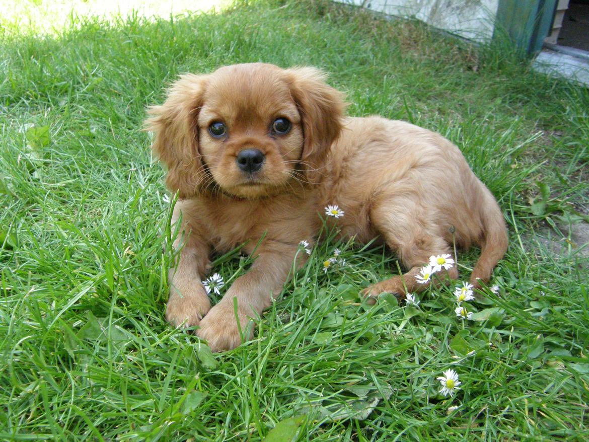 Cavalier king charles spaniel Chili billede 4