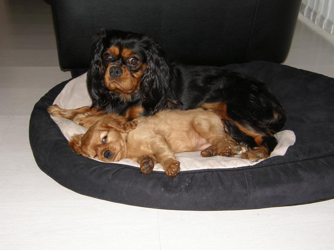 Cavalier king charles spaniel Chili billede 5