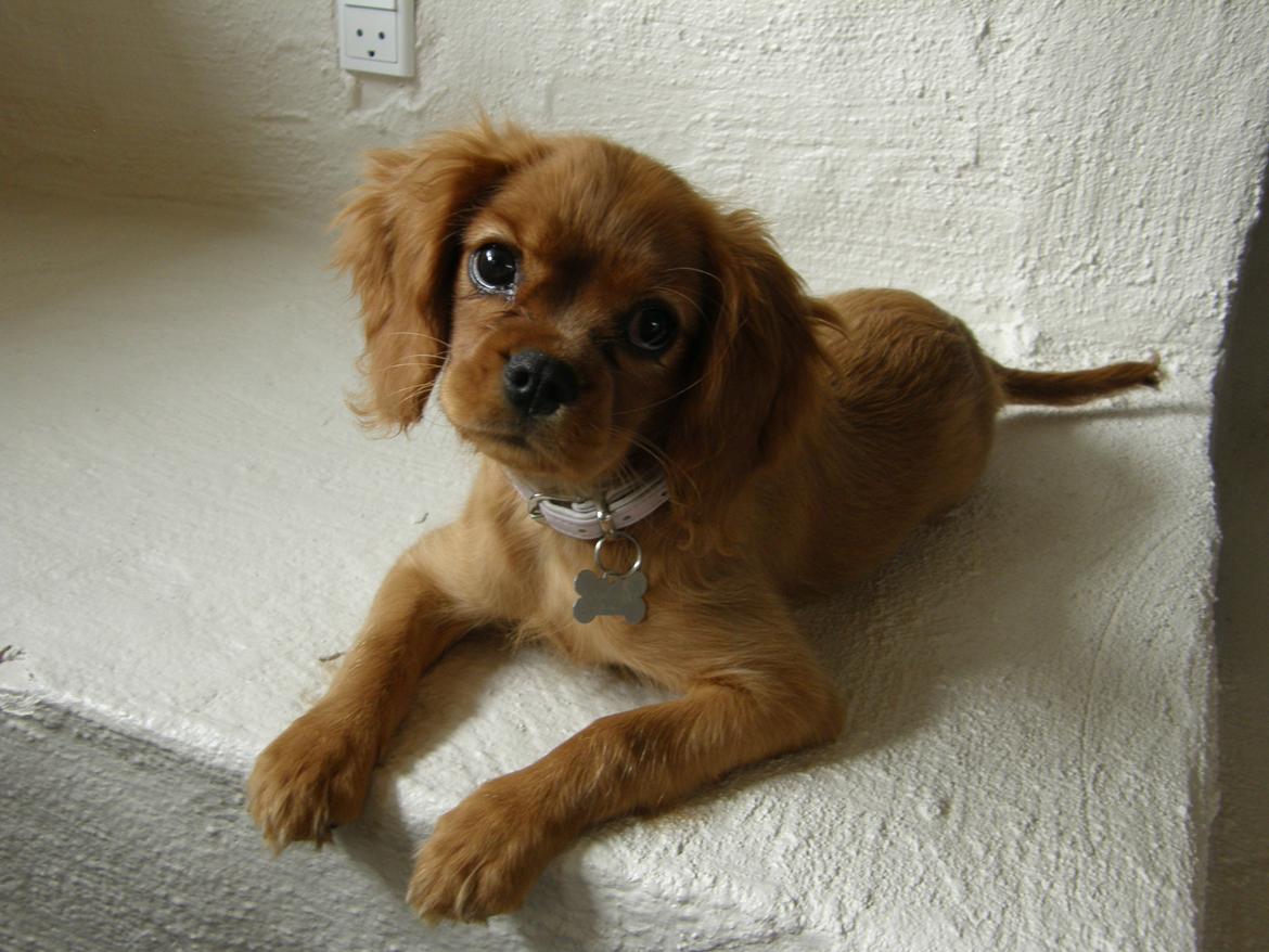 Cavalier king charles spaniel Chili billede 6