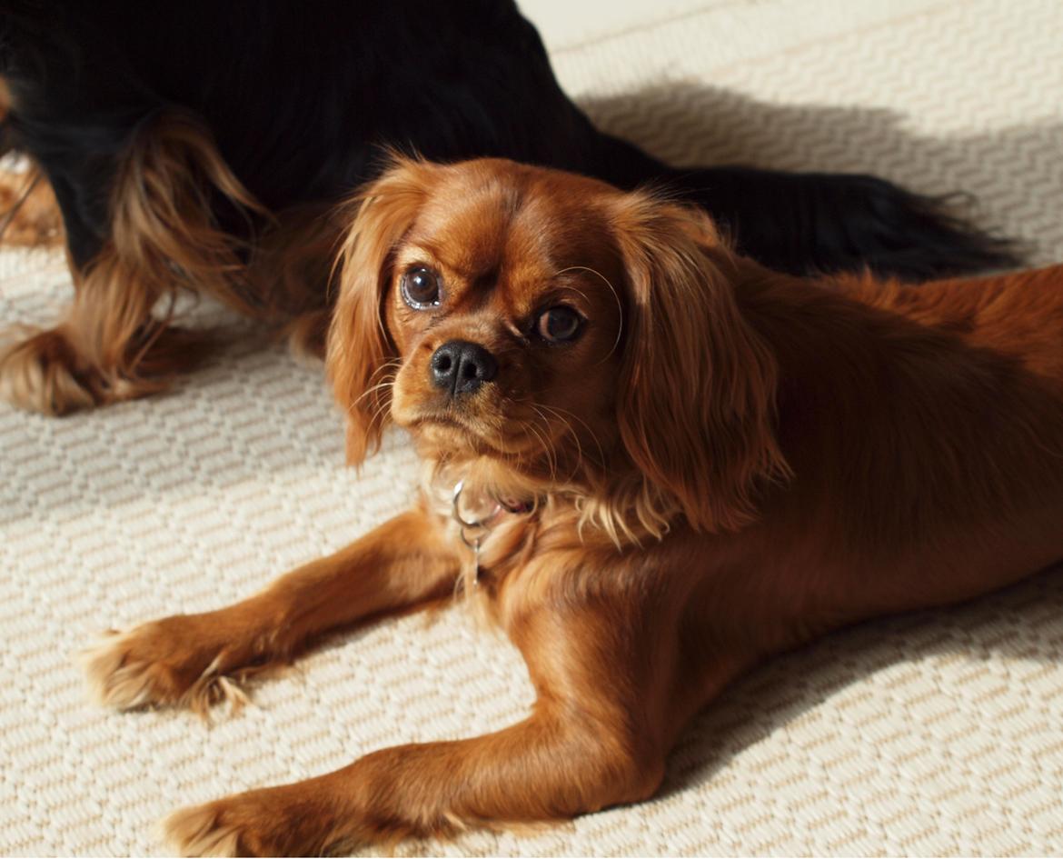 Cavalier king charles spaniel Chili billede 11