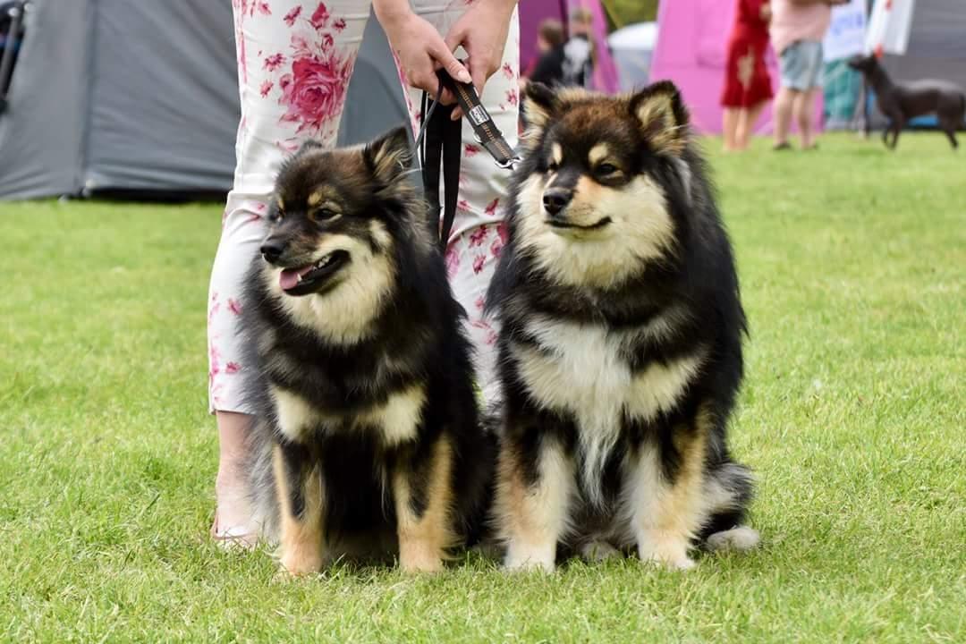 Finsk lapphund Eli - Søster Myran og Eli i Roskilde. billede 23