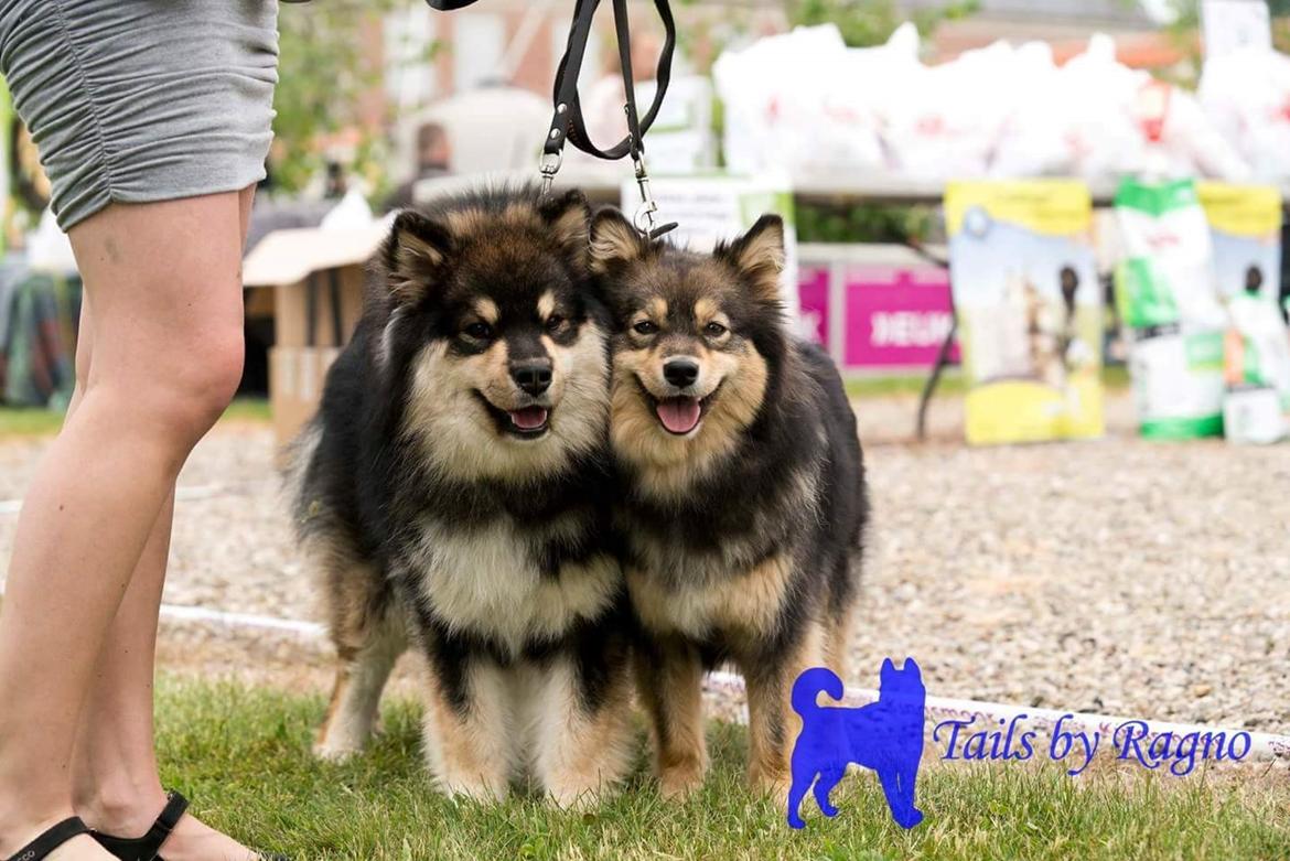 Finsk lapphund Eli - Parklasse livsstilmesse billede 21