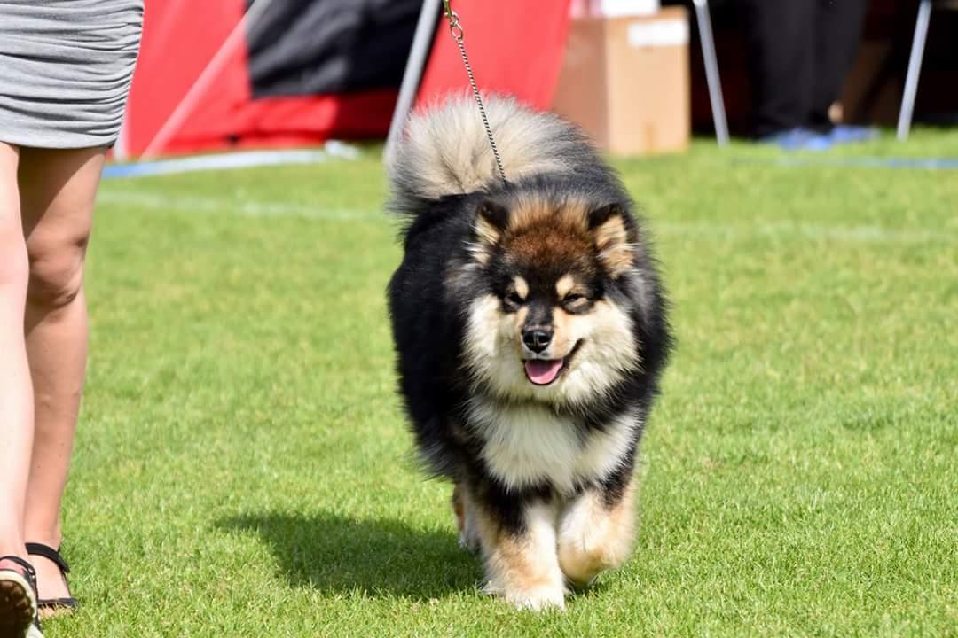 Finsk lapphund Eli - Udstilling Vejen billede 15