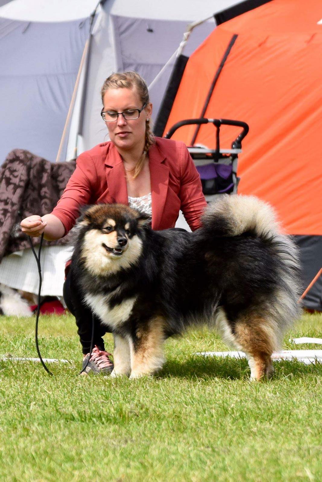 Finsk lapphund Eli billede 18