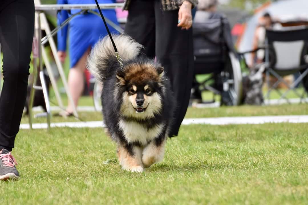 Finsk lapphund Eli billede 16