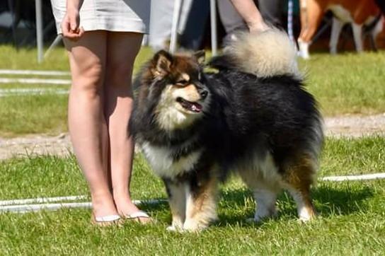 Finsk lapphund Eli - Udstilling i Roskilde billede 17