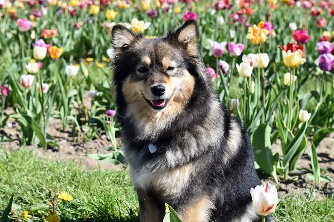 Finsk lapphund Silke  billede 9