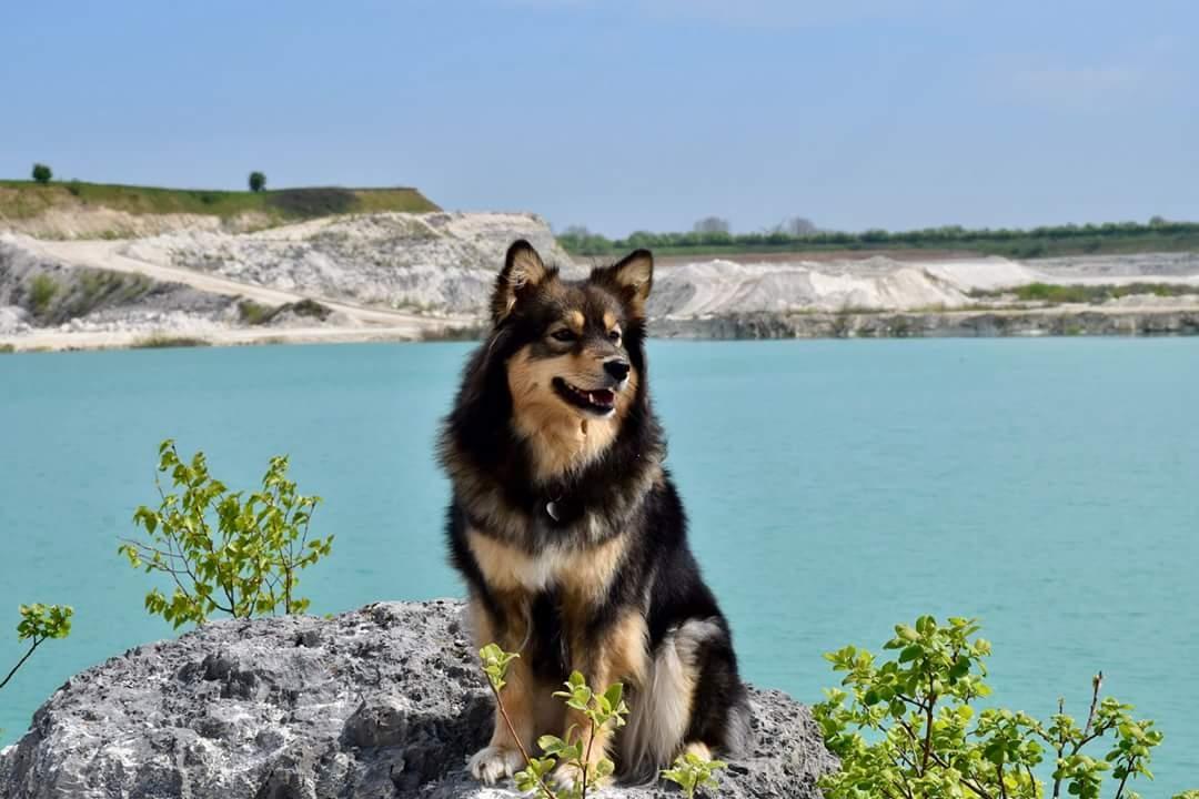 Finsk lapphund Silke  billede 8