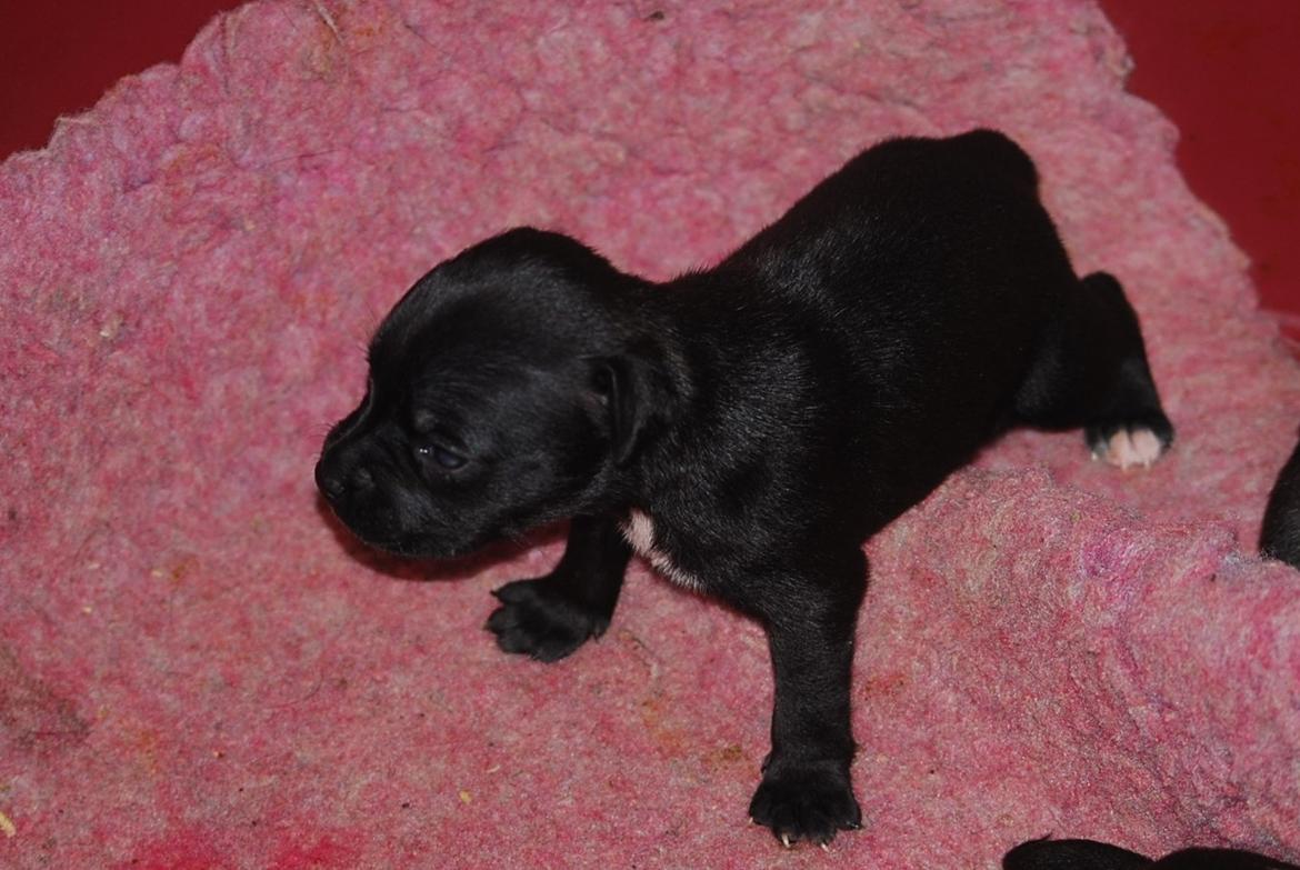 Staffordshire bull terrier Black Jack Smilla billede 4