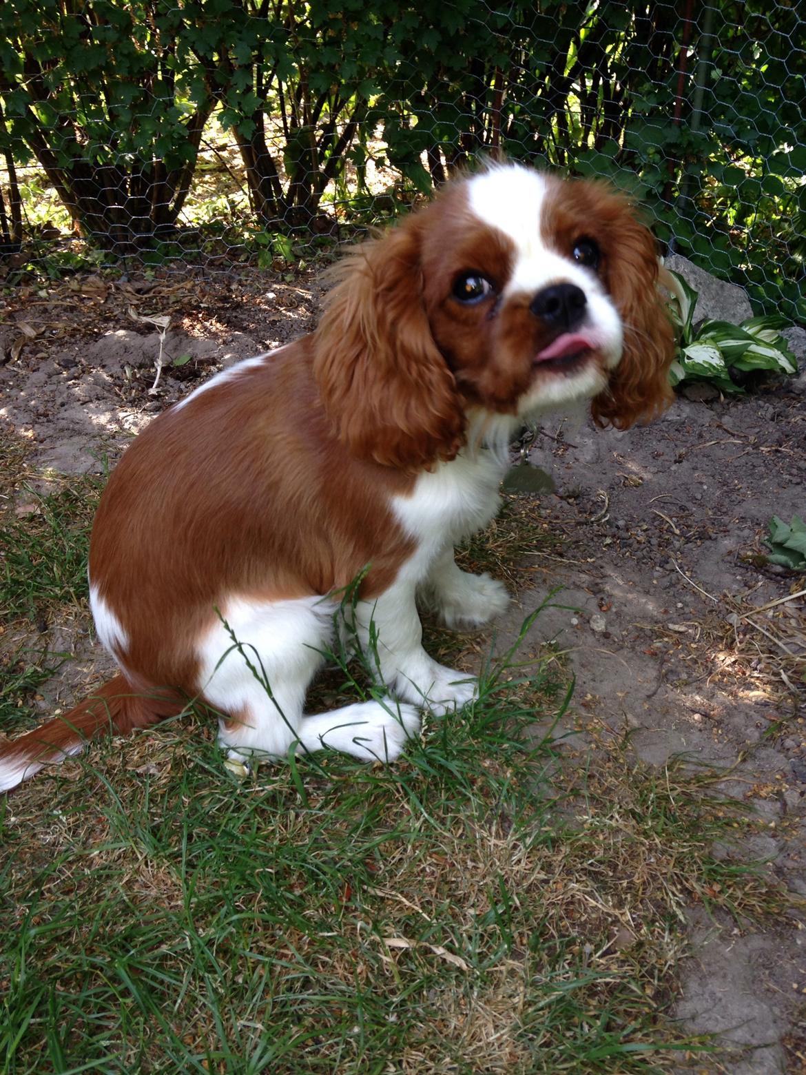 Cavalier king charles spaniel Figgo ( Colourworld's Cristopher Ewing ) billede 43