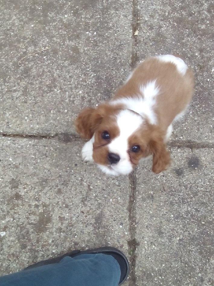 Cavalier king charles spaniel Figgo ( Colourworld's Cristopher Ewing ) billede 47