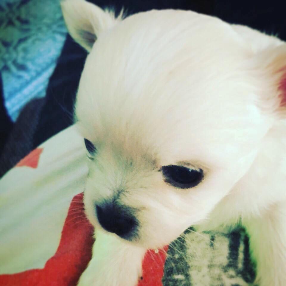 Chihuahua Dexter billede 1