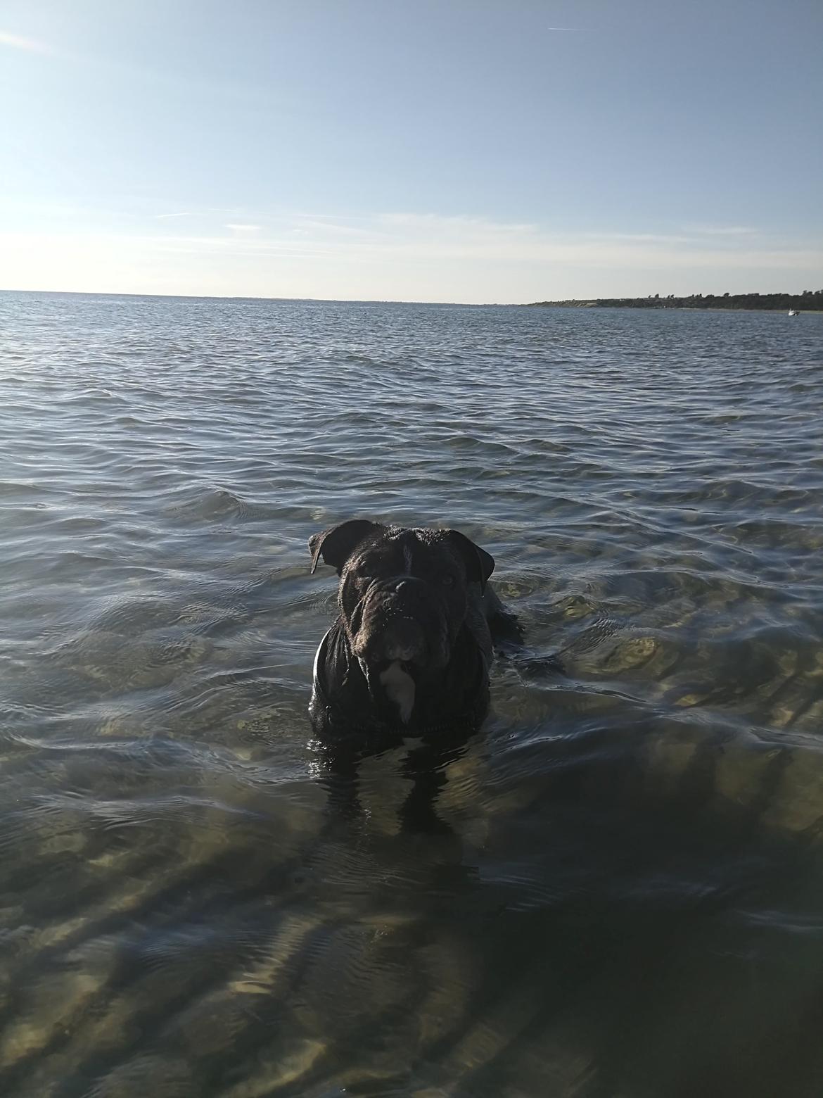 Olde english bulldogge Bentley billede 1