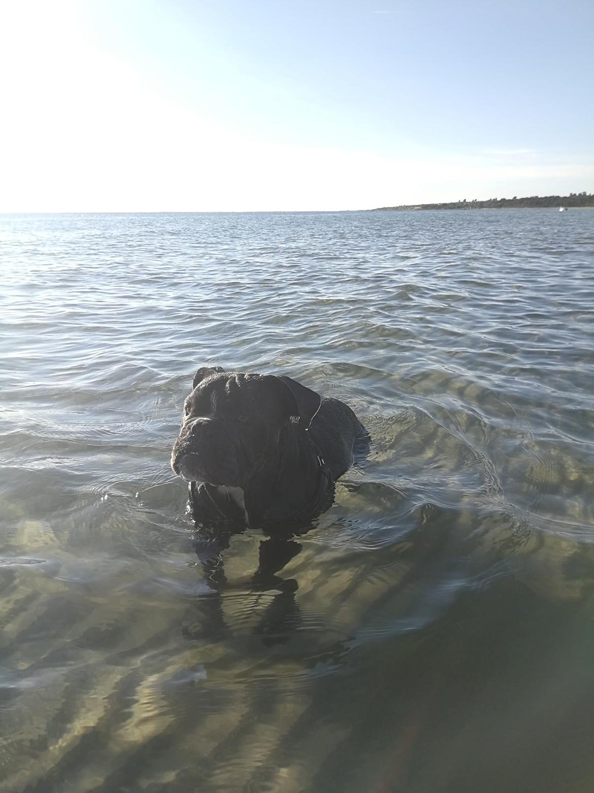 Olde english bulldogge Bentley billede 21