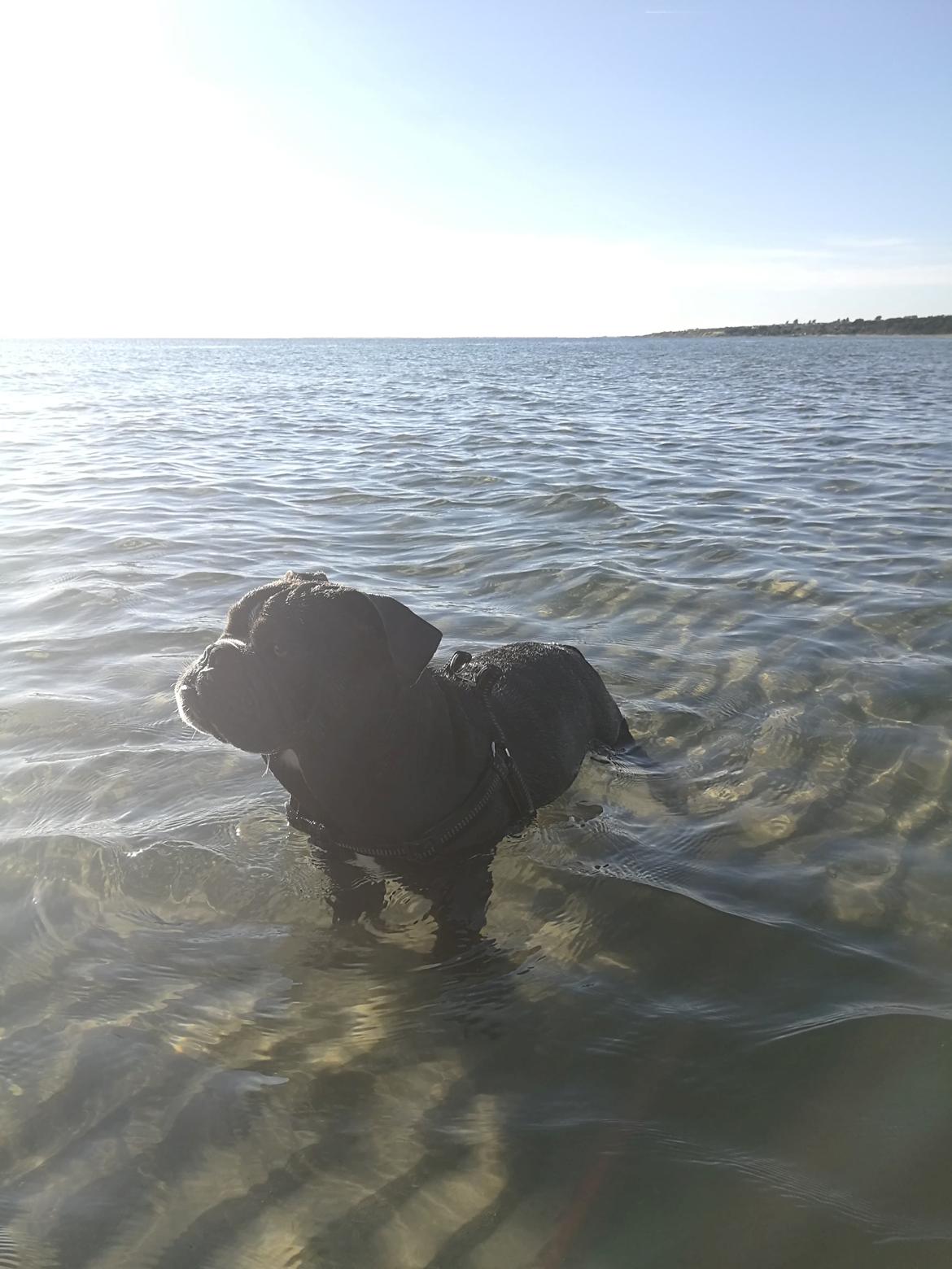 Olde english bulldogge Bentley billede 22