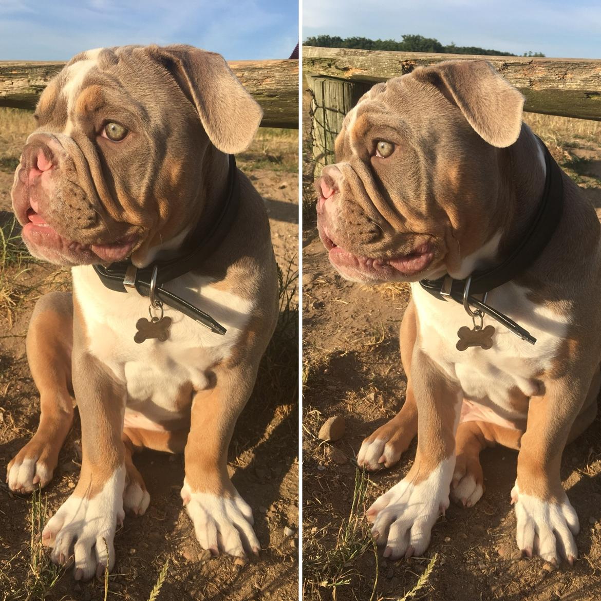 Olde english bulldogge Harald - Harald 16 uger billede 8