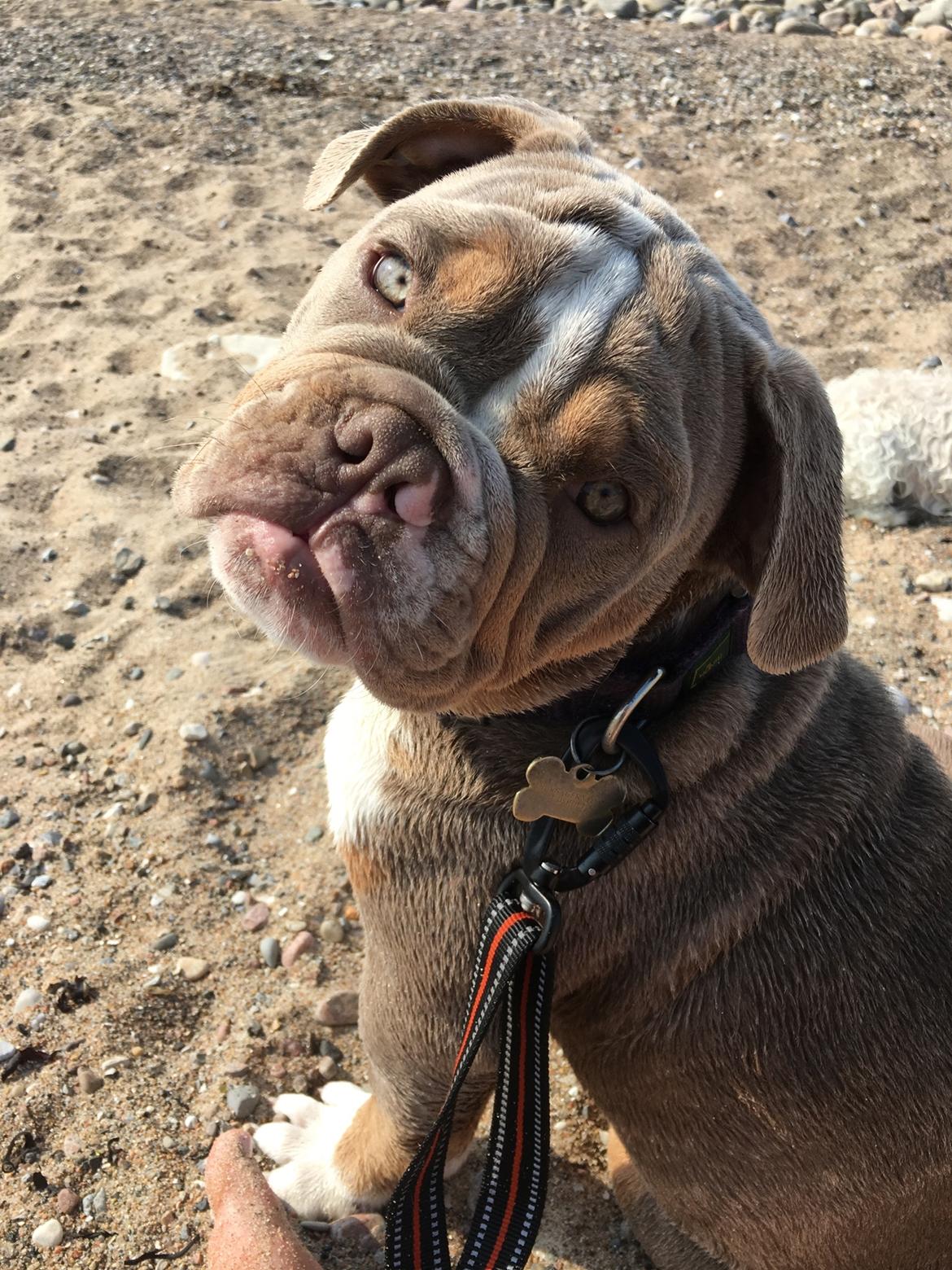 Olde english bulldogge Harald - Harald 16 uger billede 9