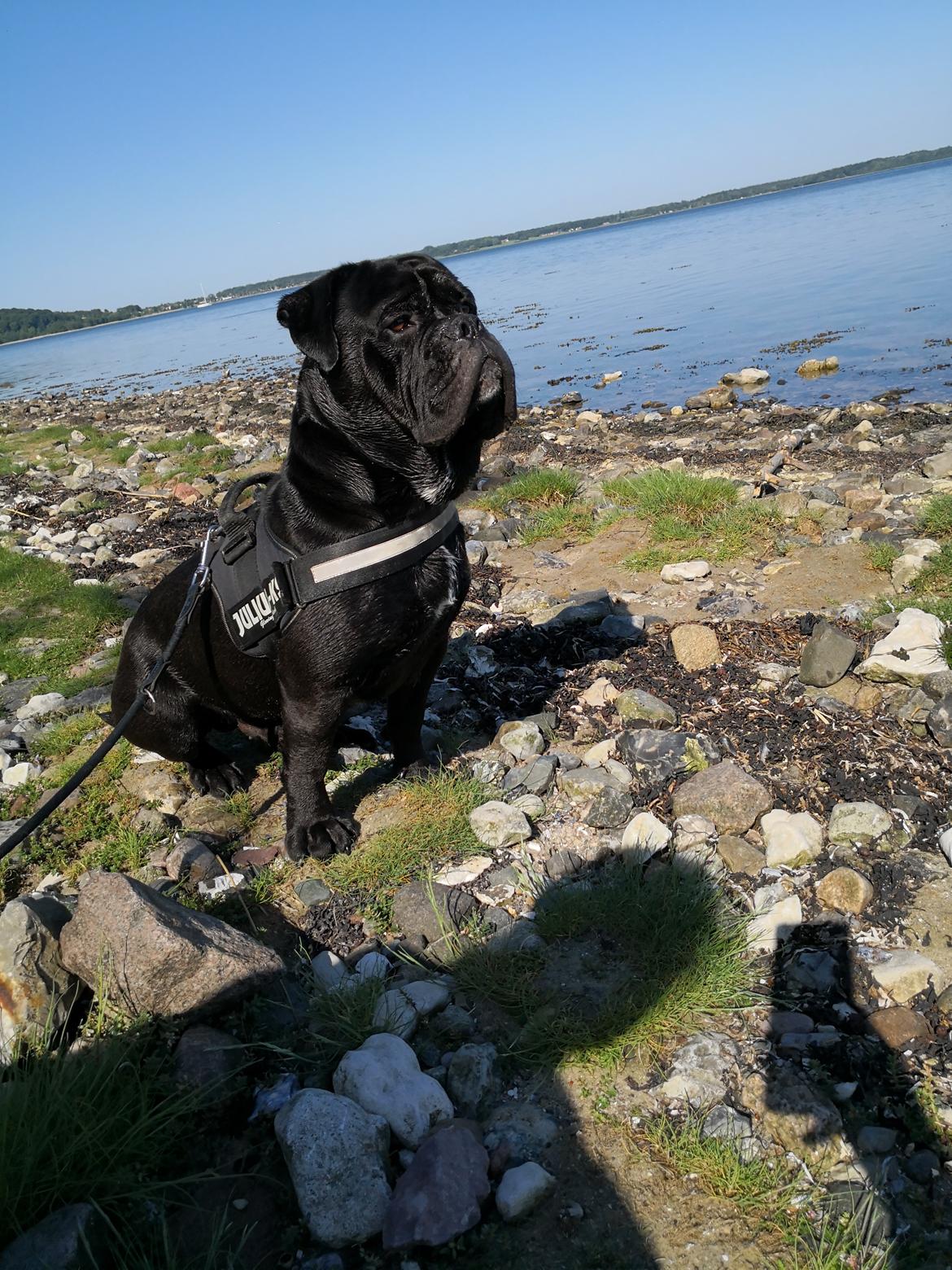 Olde english bulldogge Monkey billede 1