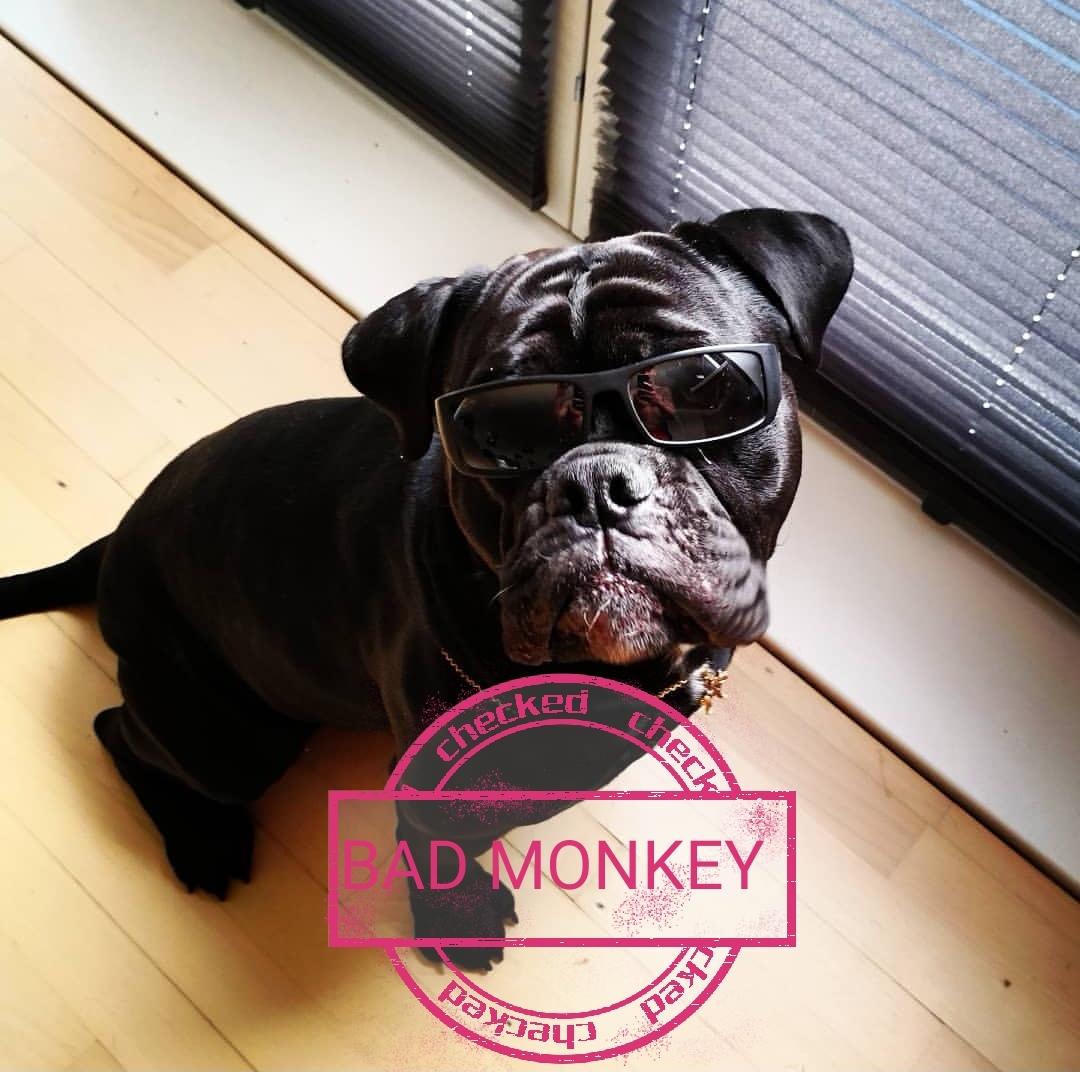 Olde english bulldogge Monkey billede 16