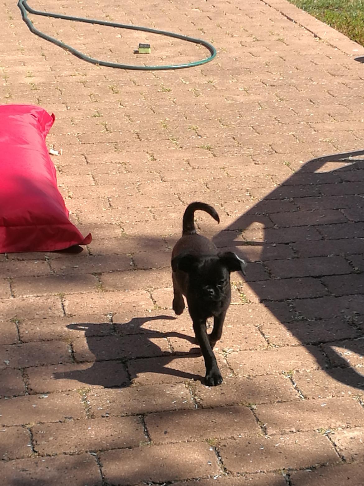 Griffon petit brabancon Bjørn billede 1