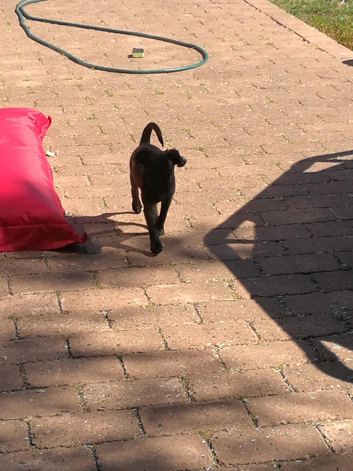 Griffon petit brabancon Bjørn billede 2