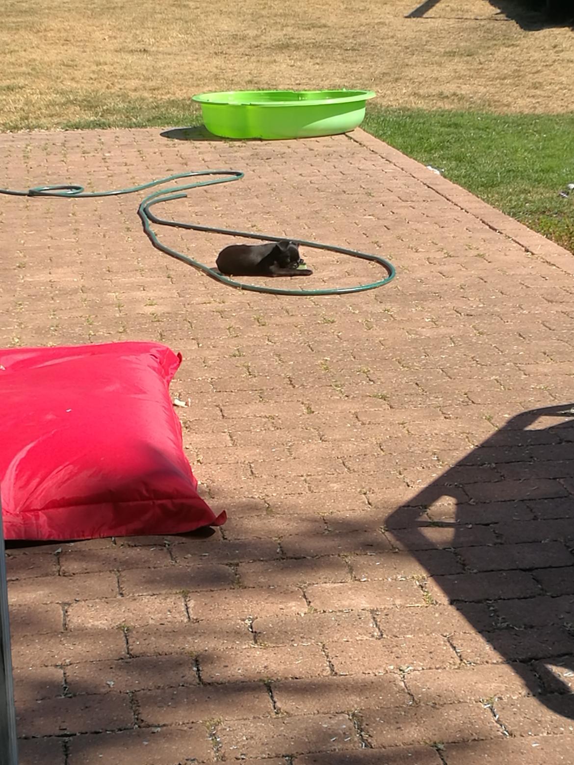 Griffon petit brabancon Bjørn billede 4