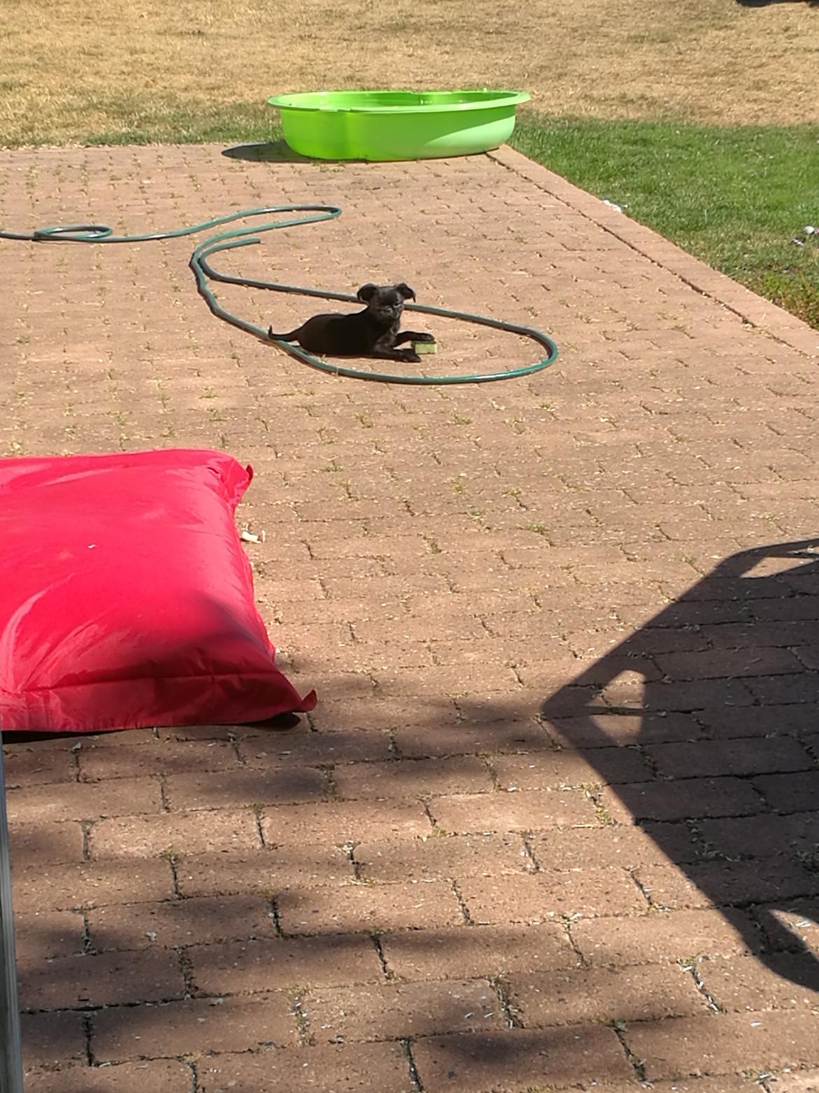 Griffon petit brabancon Bjørn billede 3