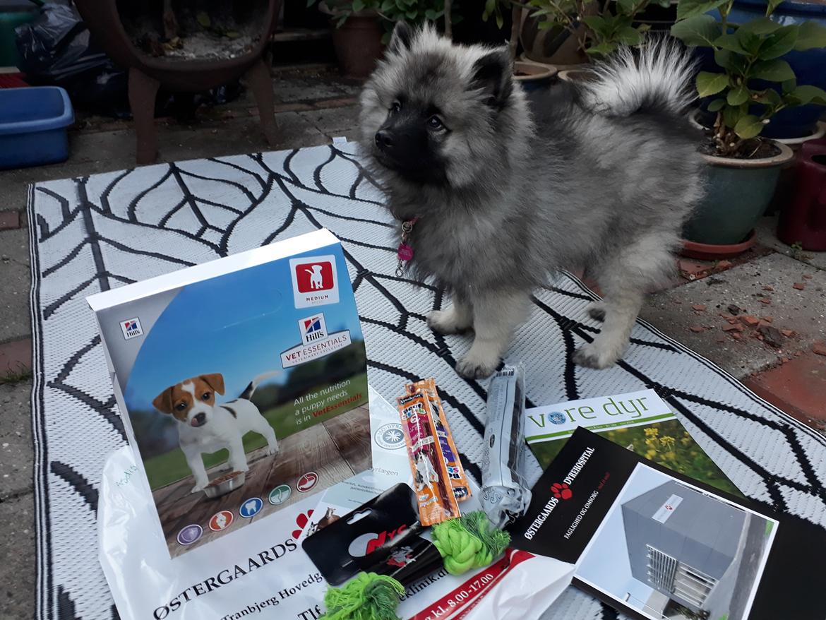 Keeshond Asdis - House of Keesgaard A Silver Past  billede 15