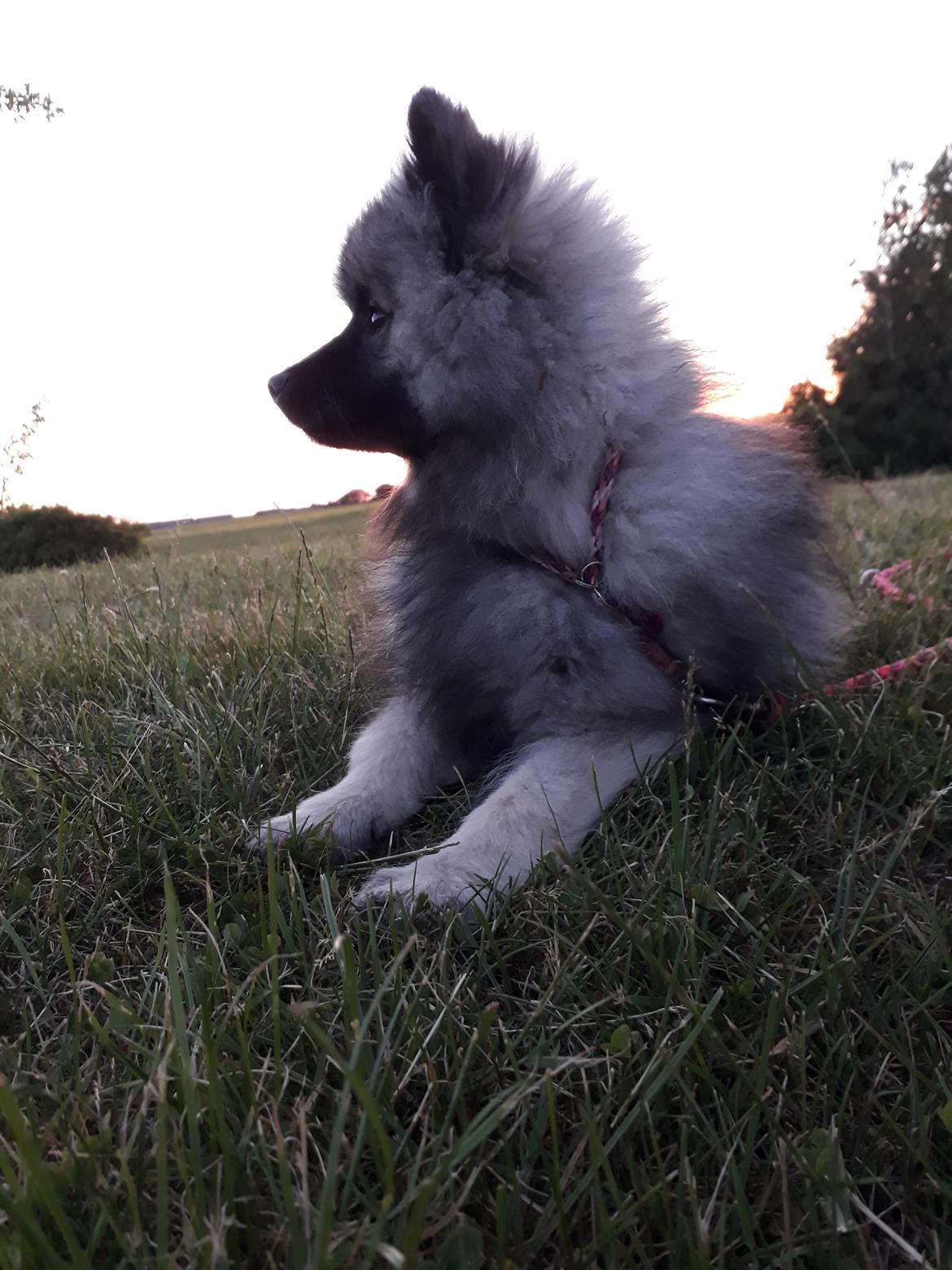 Keeshond Asdis - House of Keesgaard A Silver Past  billede 17