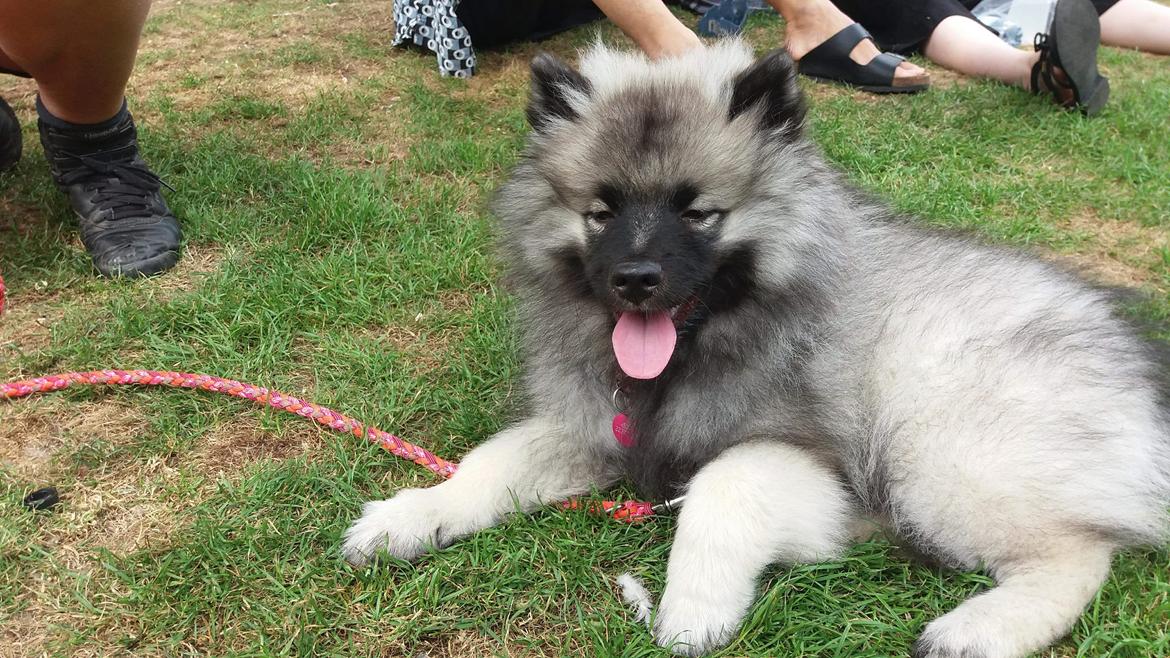 Keeshond Asdis - House of Keesgaard A Silver Past  billede 16