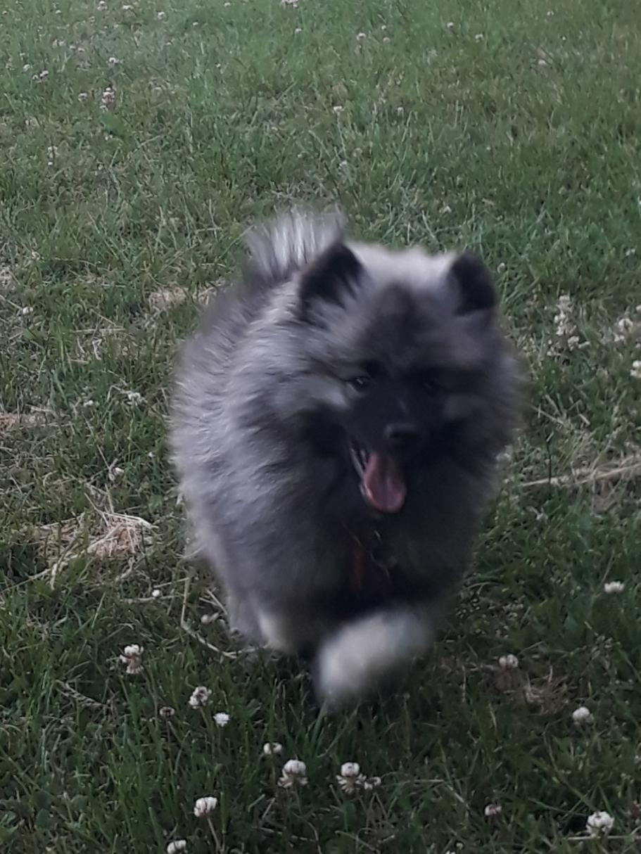 Keeshond Asdis - House of Keesgaard A Silver Past  billede 18