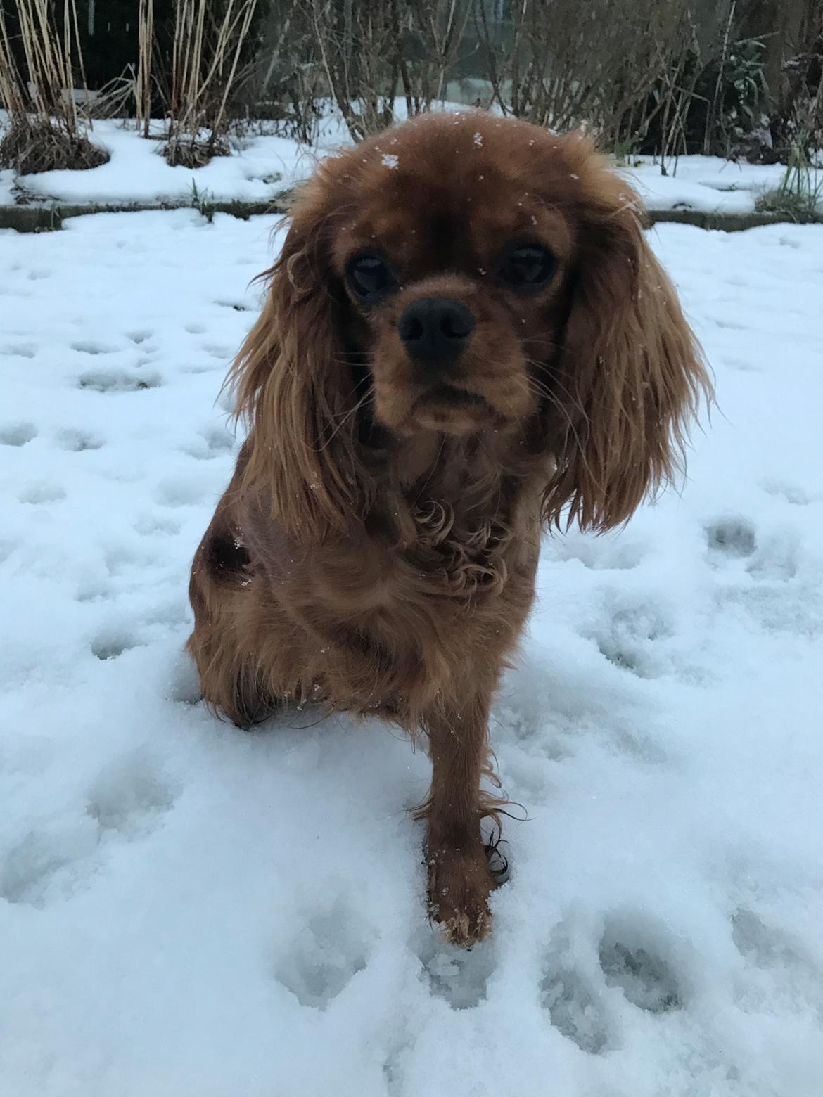 Cavalier king charles spaniel Cavakikki's Viol billede 9