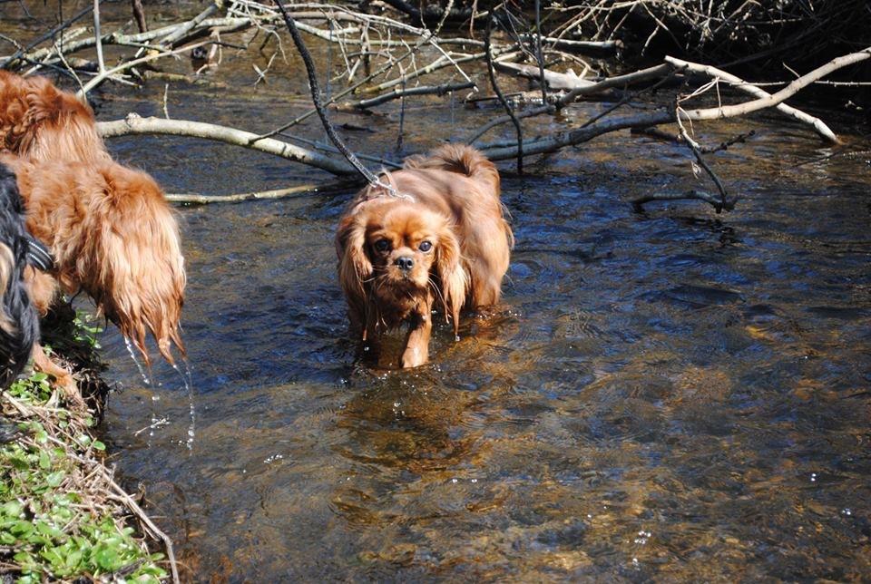 Cavalier king charles spaniel Cavakikki's Viol billede 13