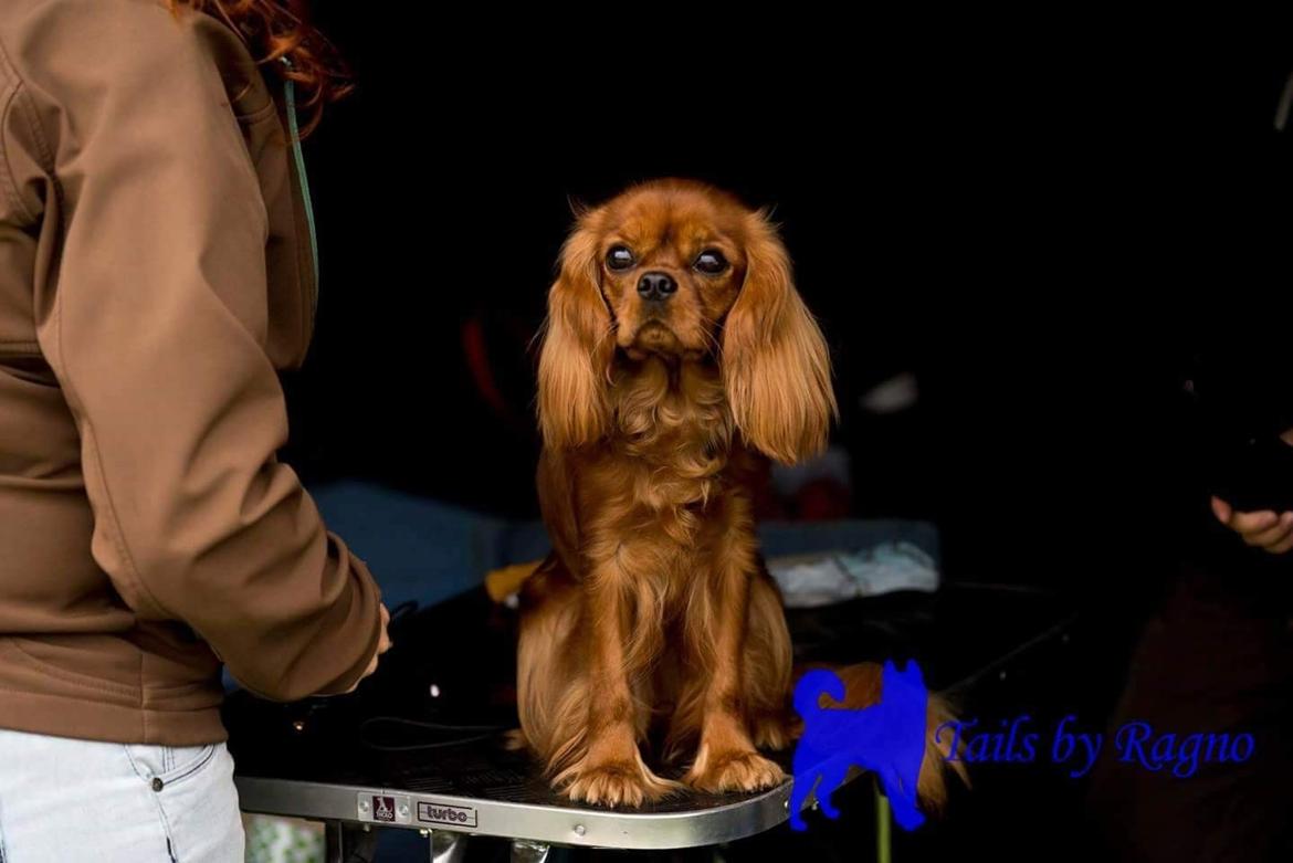 Cavalier king charles spaniel Cavakikki's Viol billede 14
